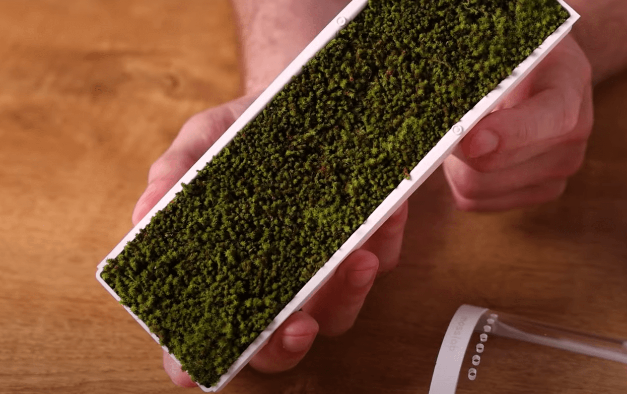 Exploring The Benefits Of Moss Air Humidifier